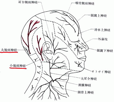 東京都渋谷区代々木‐後頭神経耳介神経図