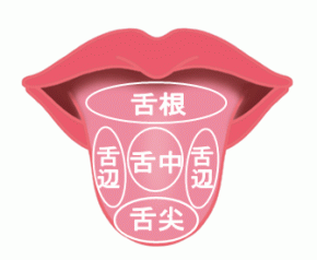 舌診‐舌根舌中舌辺舌尖